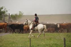 Gaucho rattroupant les vaches