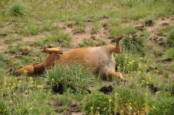 Vache abandonn&eacute;e au bord de la route