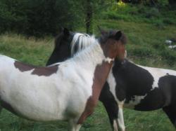 Clafoutie, Sibelle