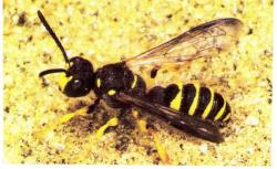 Cerceris arenaria rebouchant le nid
