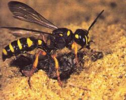 Cerceris arenaria avec un charen&ccedil;on