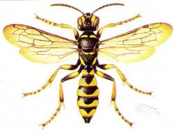 Cerceris arenaria (dessin au trait)