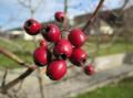 Les fruits de l'épine noire