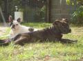 American Staffordshire Terrier