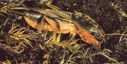 Gryllotalpa gryllotalpa Courtili&egrave;re, Taupe-grillon