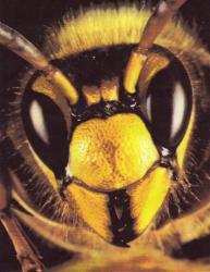 Détail d'une tête de Frelon