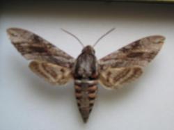 Agrius convolvuli - Le Sphinx du Liseron