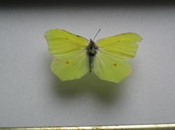 Gonepteryx cleopatra Le Citron de Provence ( Female)