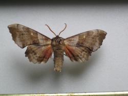 Laothoe populi - Le Sphinx du Peuplier (Male)