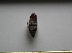 Laothoe populi /pupa