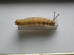 Laothoe populi / larva