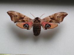 Smerinthus occelata - Le Sphinx Demi- Paon (Female).