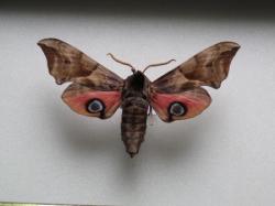 Smerinthus occelata - Le Sphinx Demi- Paon (male)