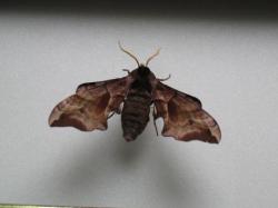 Smerinthus  ocellata- Le Sphinx Demi- Paon lorsqu'il  est au repos