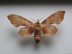 Laothoe populi - Le Sphinx du Peuplier (Female)