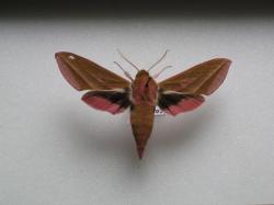 Deilephila elpenor - Le Gd Sphinx de la Vigne