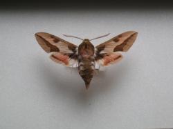 Hyles euphorbiae - Le Sphinx de l'Euphorbe