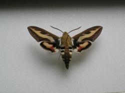 Hyles gallii - Le Sphinx de la Garance (Male)