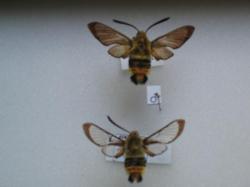 Hemaris tityus - Le Sphinx Bourdon / en Ht H. tityus apr&egrave;s &eacute;closion il poss&egrave;de encore ses &eacute;cailles