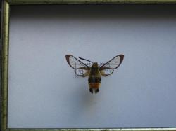 Hemaris tityus - Le Sphinx Bourdon