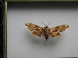 Mimas tiliae - Le Sphinx du Tilleul (Male)