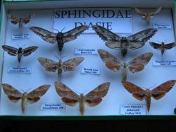 Bo&icirc;te de Sphingidae Exotiques