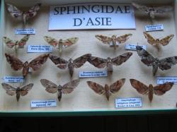 Bo&icirc;te de Sphingidae Exotiques