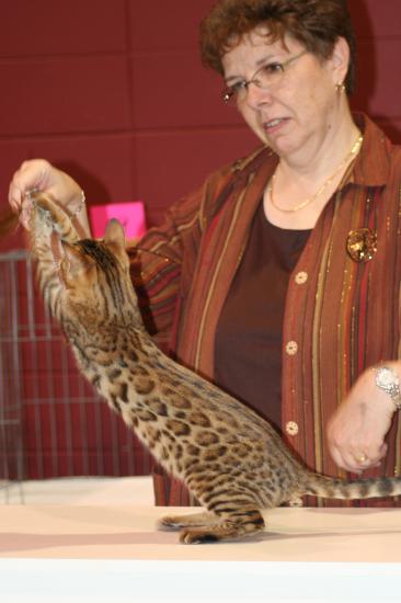 Lady Cheetah