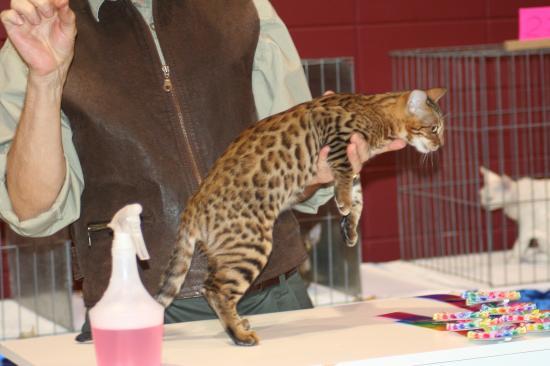 Lady Cheetah