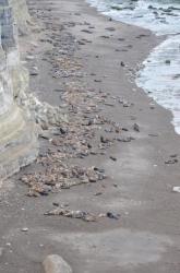 Colonie d'&eacute;l&eacute;phants de mer &agrave; El Condor
