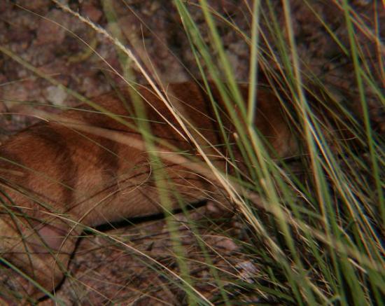 Cryptozoologie cryptozoology thylacine Thylacinus Thylacinus cynocephalus loup marsupial tigre de tasmanie