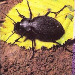 Carabus coriaceus= le Procuste chagriné.
