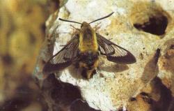 Hemaris fuciformis au repos (Le Sphinx Bourdon)