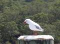 Mouette Rangitotienne