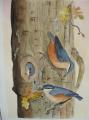 sitelles aquarelle
