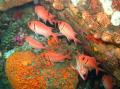 poissons ecotourisme