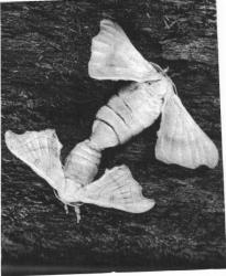 Cycle vital de Bombyx mori / Le Bombyx du Murier fig. 148