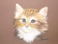 chaton pastel non disponible