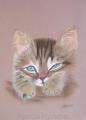chaton coquin  disponible