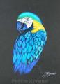 perroquet pastel
