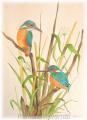 martins pecheurs aquarelle