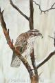 buse aquarelle