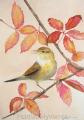 pouillot fitis aquarelle