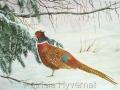 faisan aquarelle