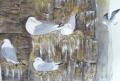 goelands marins aquarelle