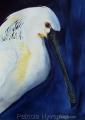 spatule blanche aquarelle