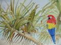 perroquet dans les iles aquarelle