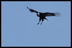 Condor