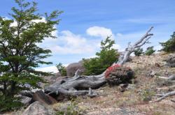 Parc national Los Glaciares