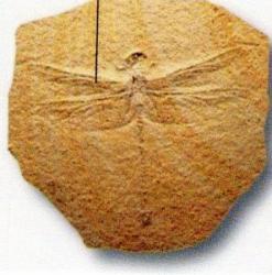 Fossile de Meganeura monyi